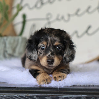 Betsy - Available 8/6
