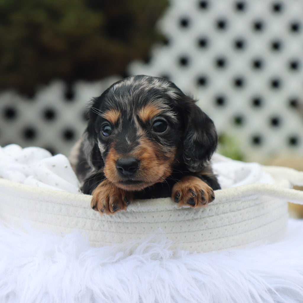 Blueberry - Available Now