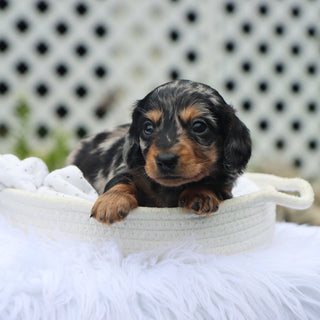 Blueberry - Available Now