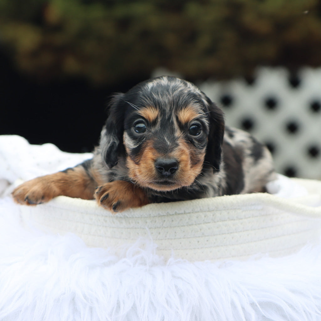 Blueberry - Available Now