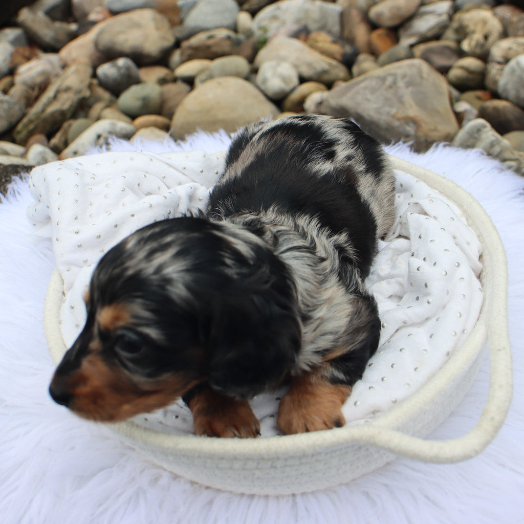 Blueberry - Available Now