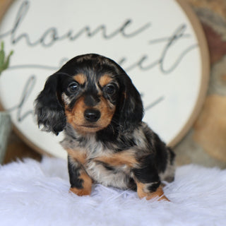 Blueberry - Available Now