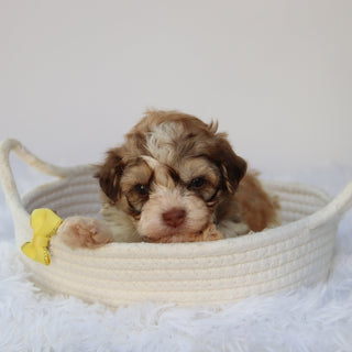 Sammy - Available 8/27