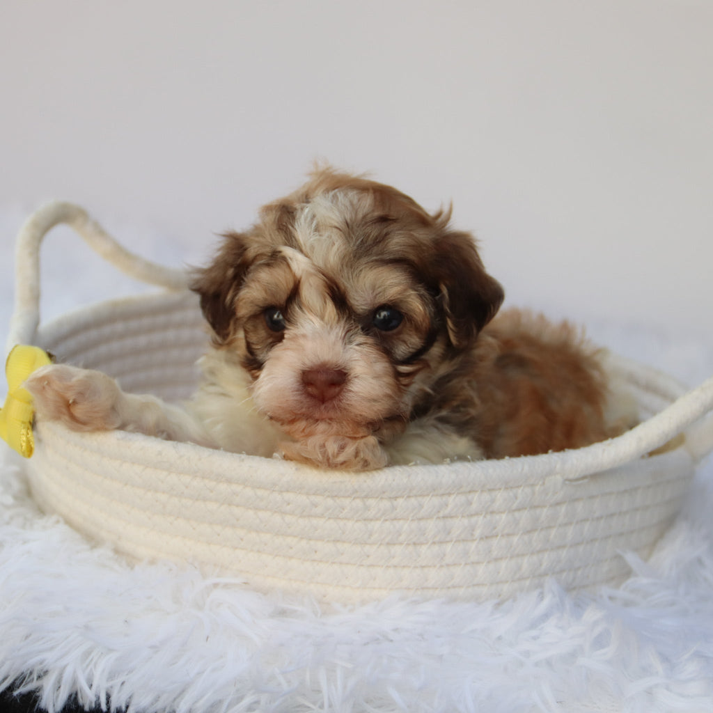Sammy - Available 8/27
