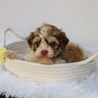 Sammy - Available 8/27
