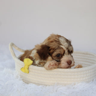 Sammy - Available 8/27