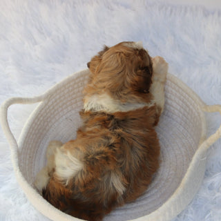 Sammy - Available 8/27