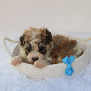 Frankie- Available 8/27