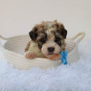 Frankie- Available 8/27