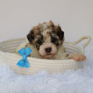 Frankie- Available 8/27