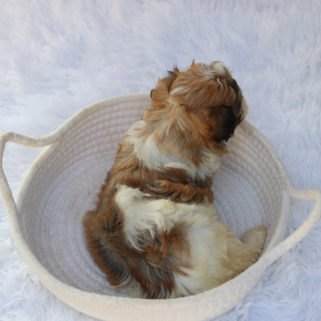 Frankie- Available 8/27