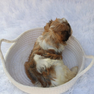 Frankie- Available 8/27