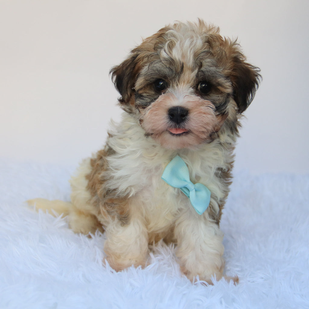 Frankie- Available 8/27