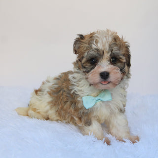 Frankie- Available 8/27