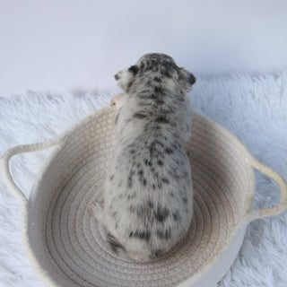 Timon - Available Now