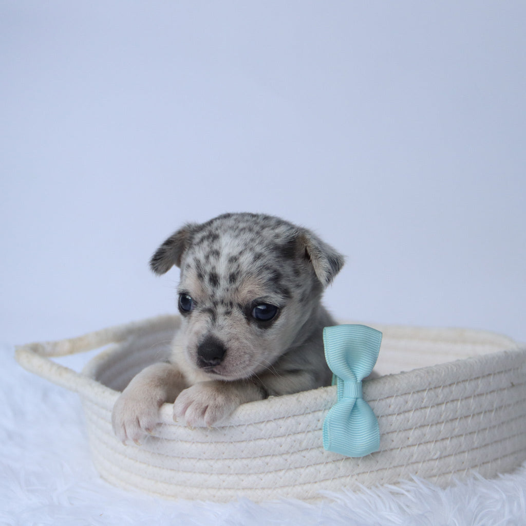 Timon - Available Now