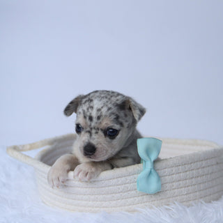 Timon - Available Now