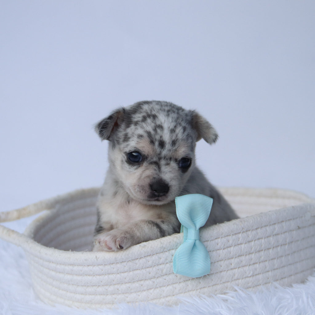 Timon - Available Now