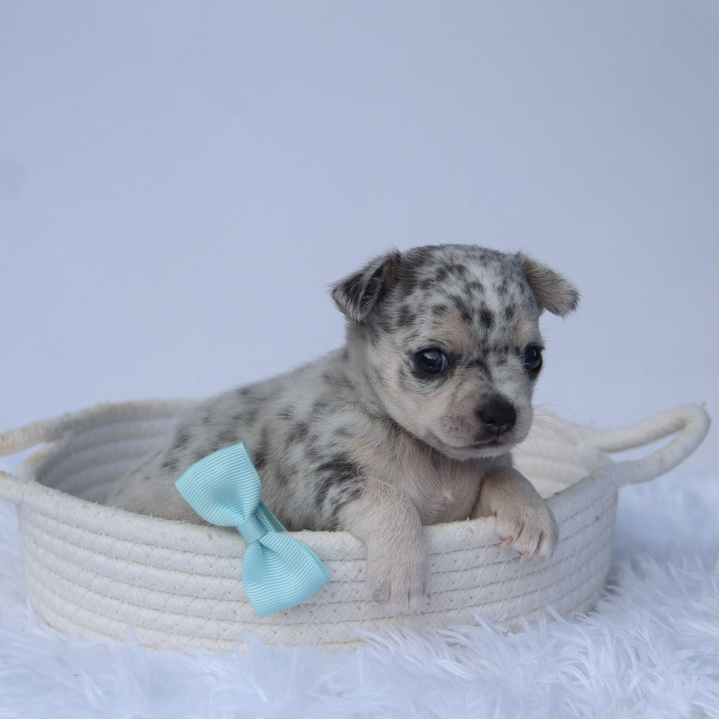 Timon - Available Now