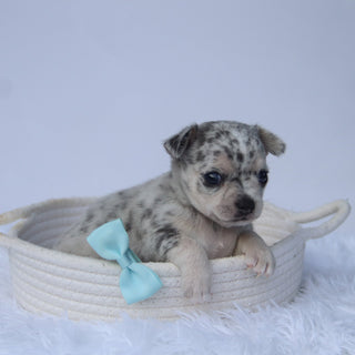 Timon - Available Now