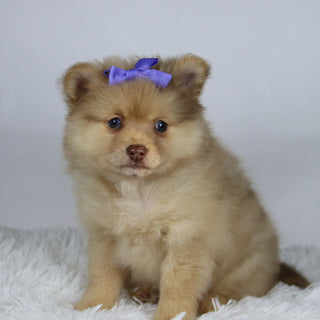 Sara - Available Now