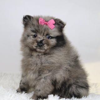 Elsa - Available Now