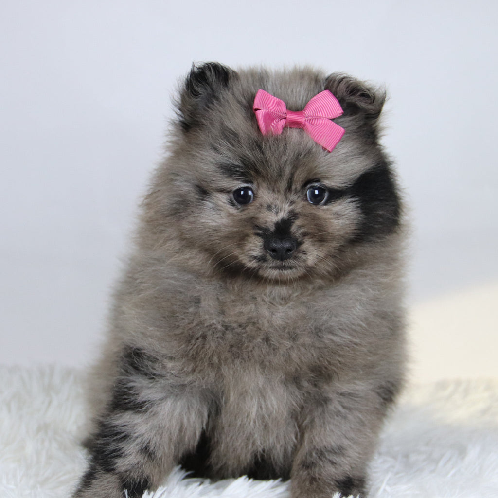 Elsa - Available 11/19