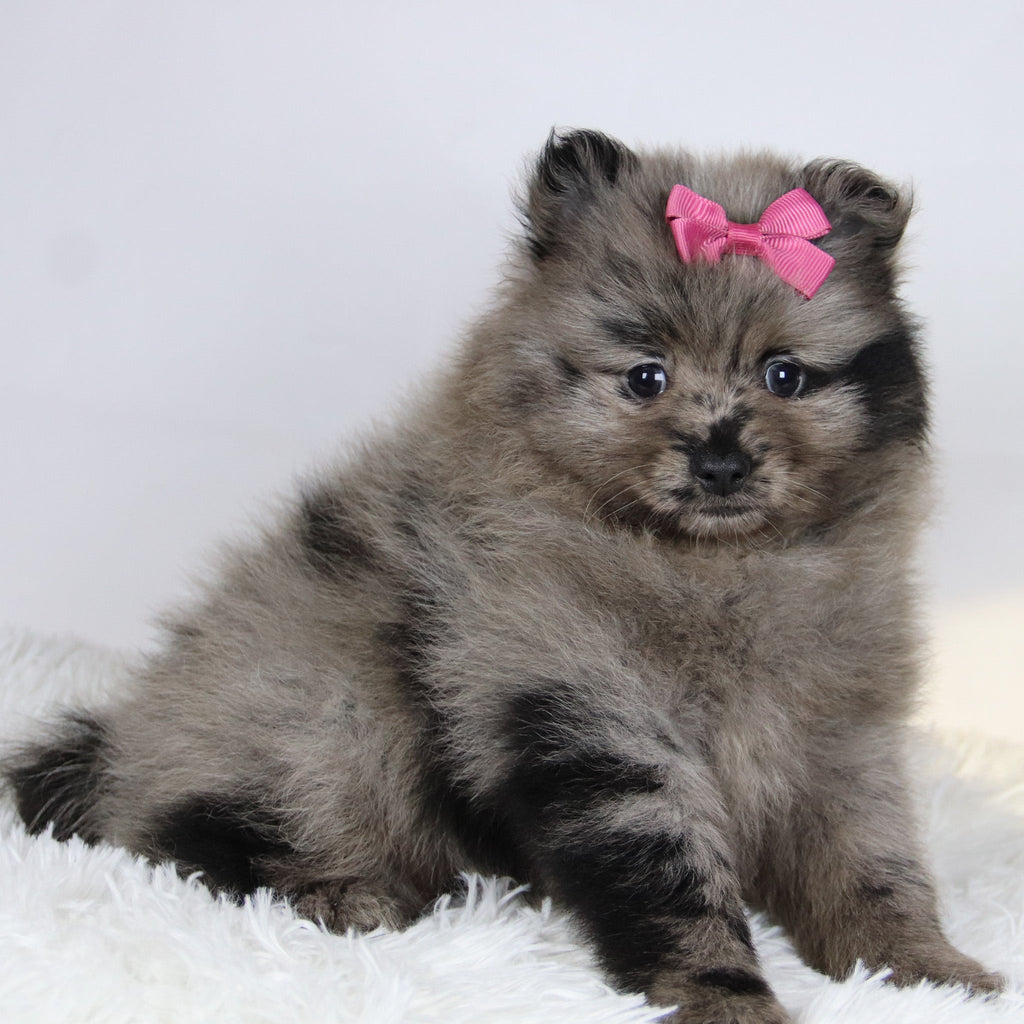 Elsa - Available Now