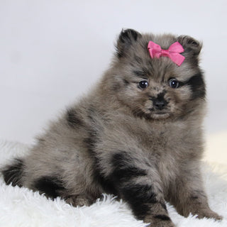 Elsa - Available Now