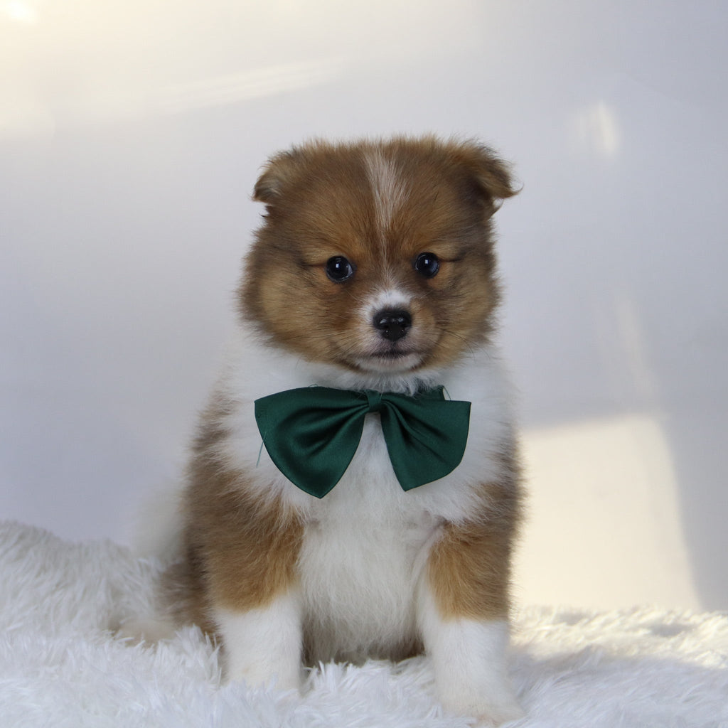 Hunter - Available Now