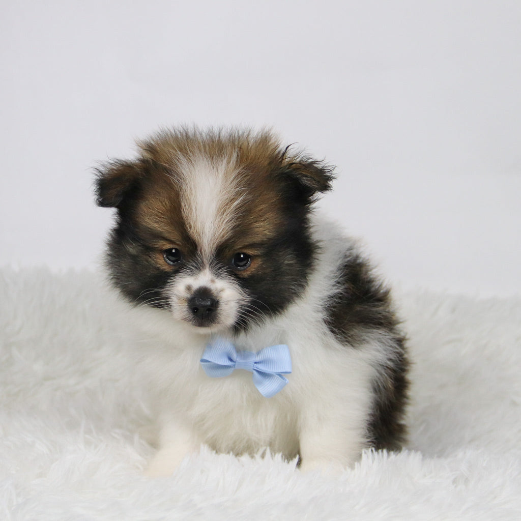 Graham - Available 11/19