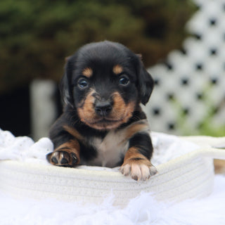 Annabelle - Available Now