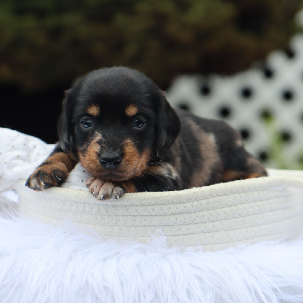 Annabelle - Available Now