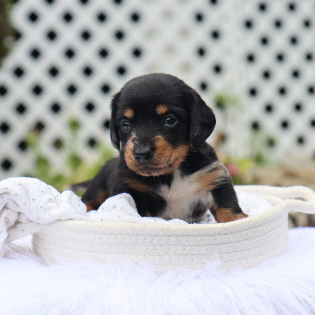 Annabelle - Available Now