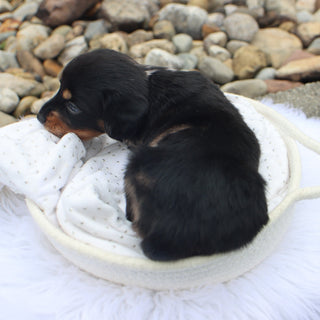 Annabelle - Available Now