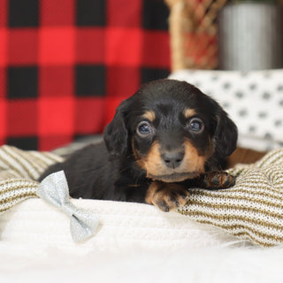 Benson - Available 1/15