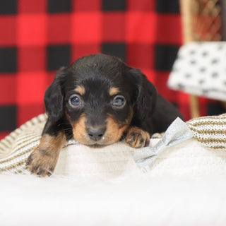 Benson - Available 1/15