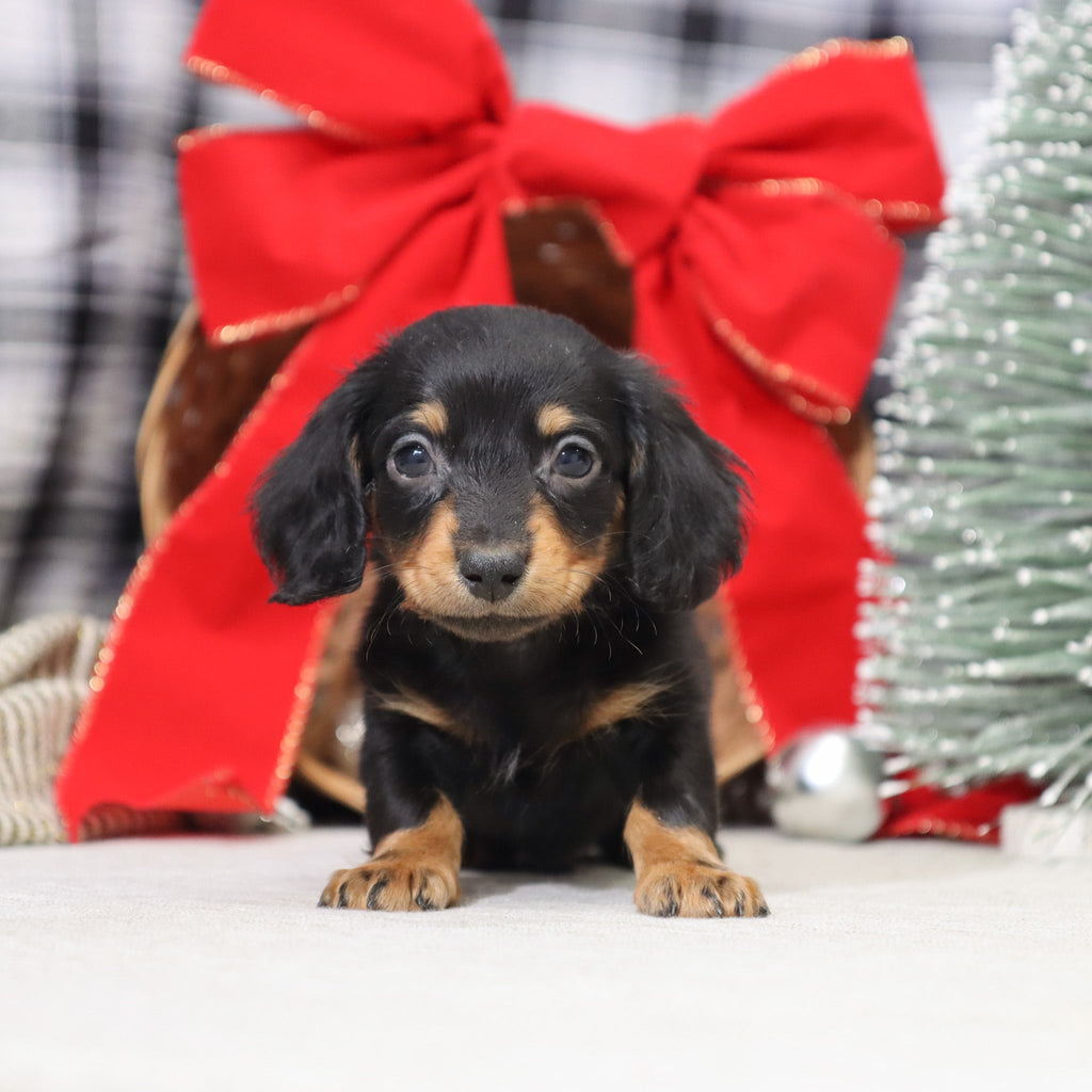 Benson - Available 1/15