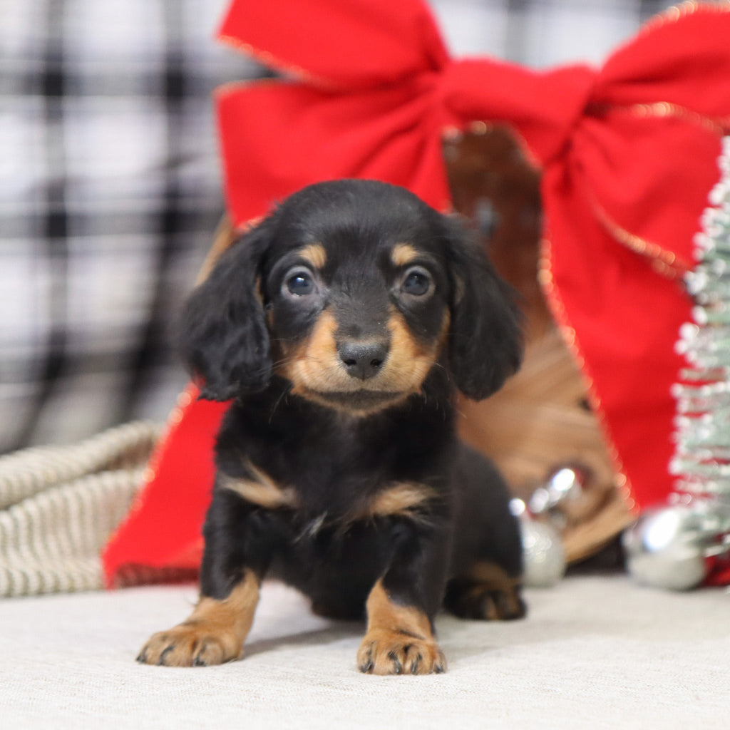 Benson - Available 1/15