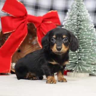 Benson - Available 1/15