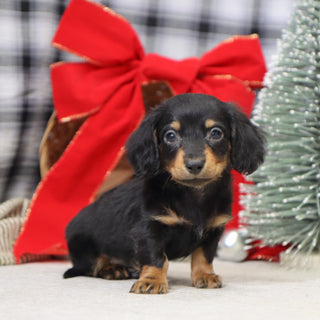 Benson - Available 1/15