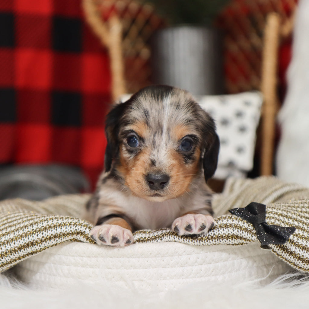 Gunther - Available 1/14