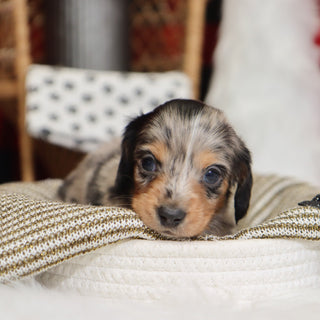 Gunther - Available 1/14