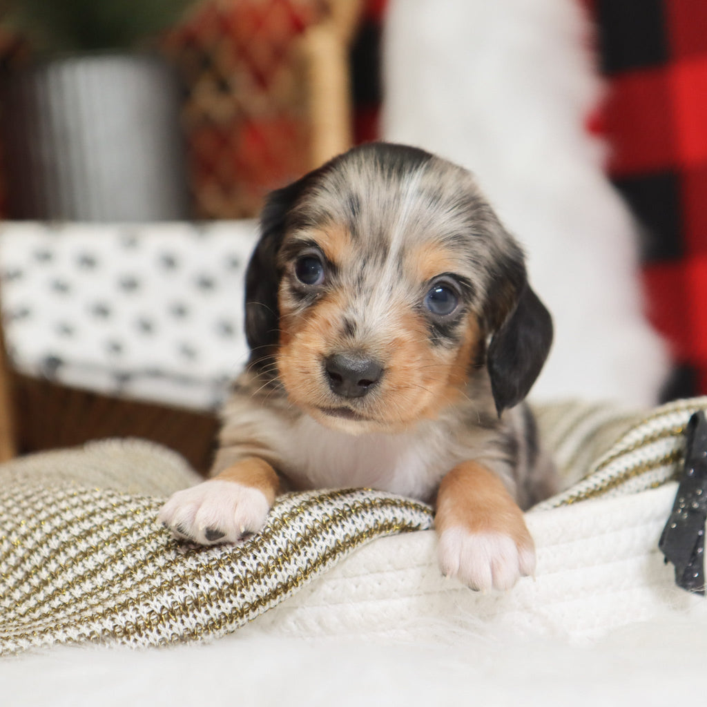 Gunther - Available 1/14