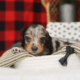 Gunther - Available 1/14