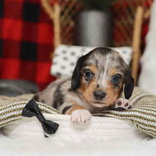 Gunther - Available 1/14