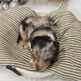 Gunther - Available 1/14