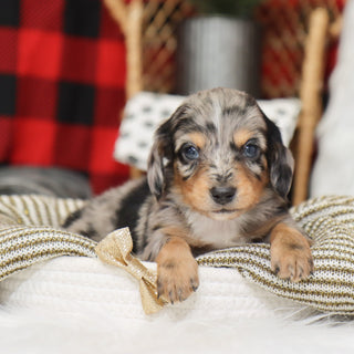 Sam - Available 1/14