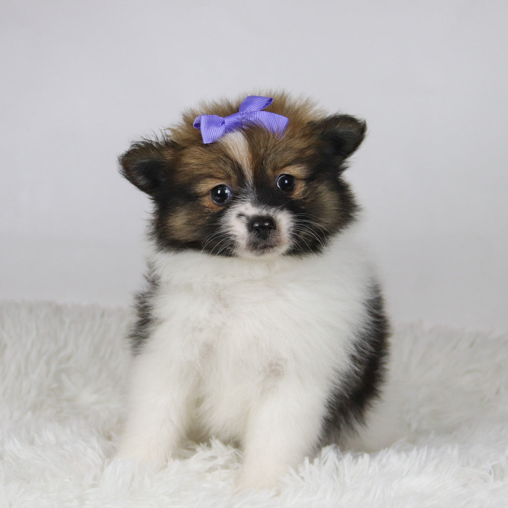 Maggie - Available 11/19