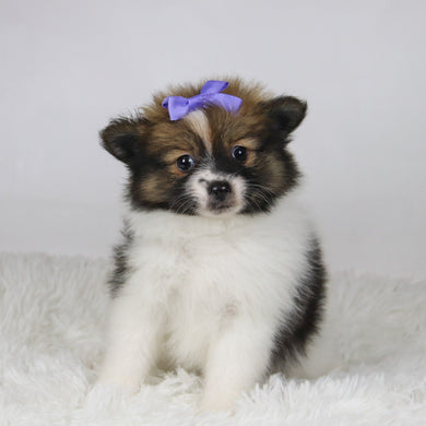 Maggie - Available Now